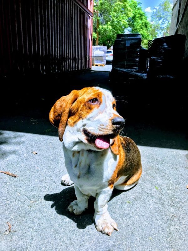 Dogs of the Spirited Shipper